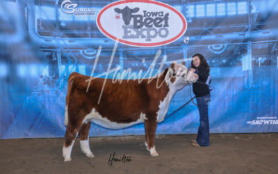 B Polled Herf Champ 19