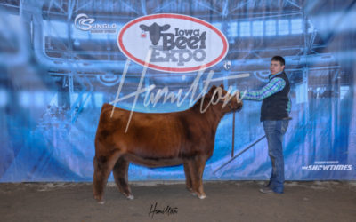 H Found Red Angus Champ