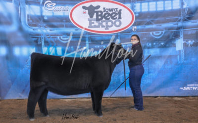 H Maine Angus Res 19