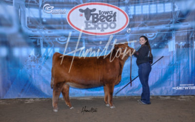 H Red Angus Champ