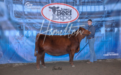H Red Angus Res 19