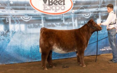Res Shorthorn Heifer DSC_1123