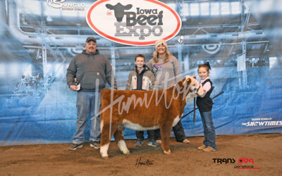champ mini hereford heifer