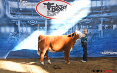 champ mini hereford steer