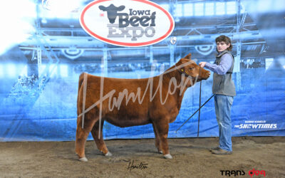 champ red angus steer