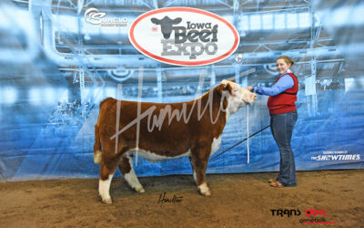 champion hereford steer