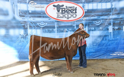 champion red angus heifer