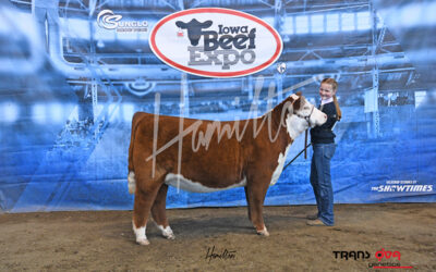 reservce horned hereford heifers