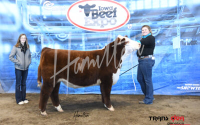 reserve hereford steer