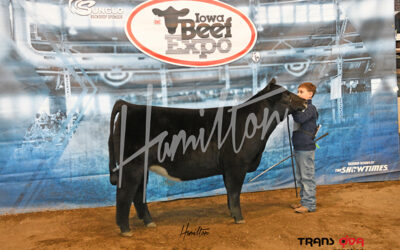 reserve maine heifer